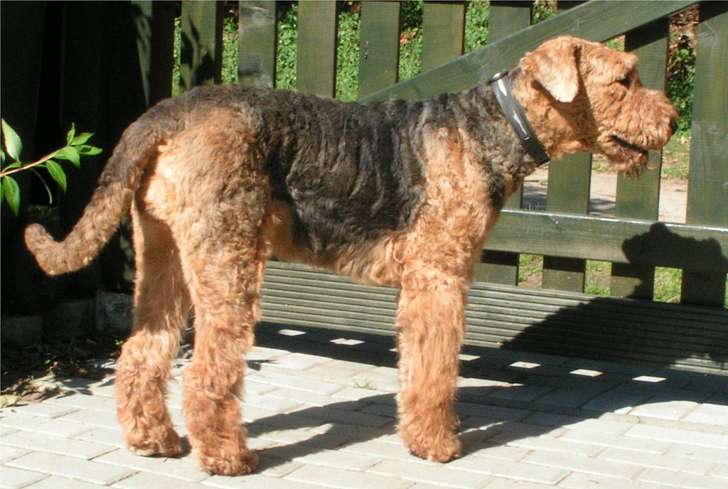 Airedale terrier