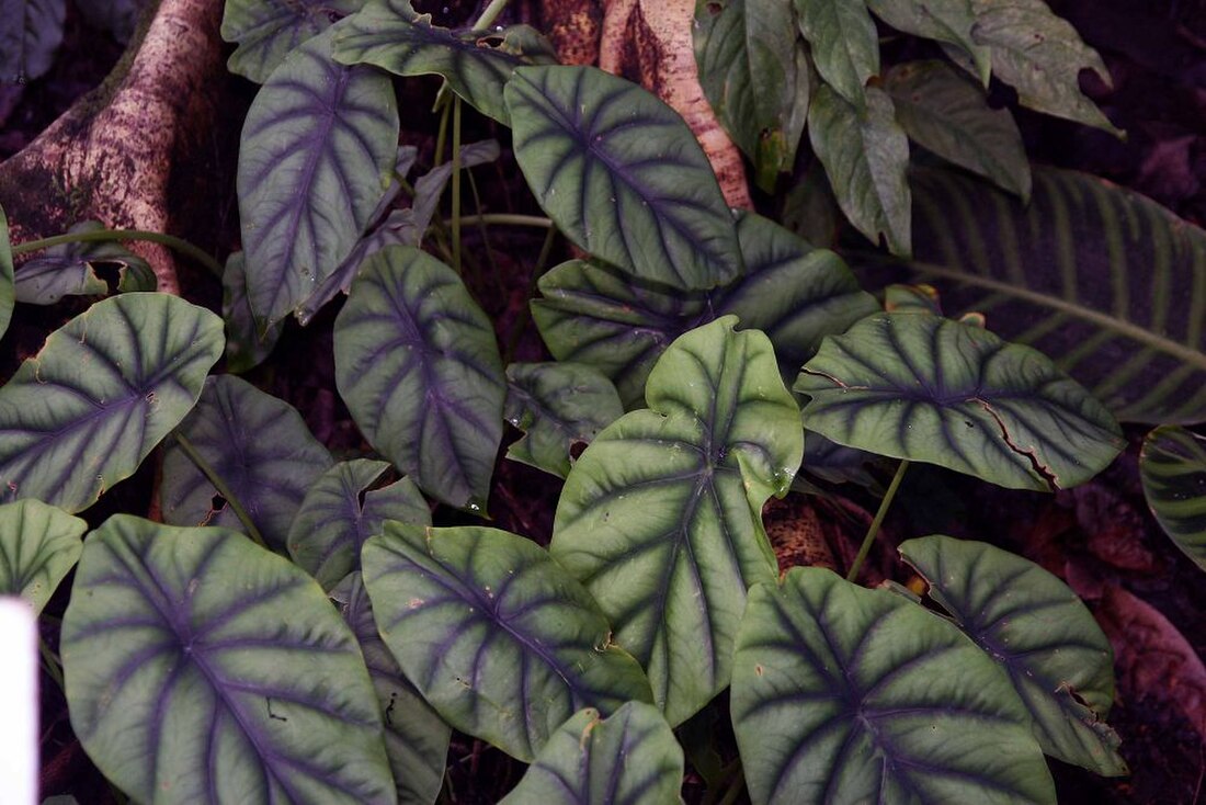 Alocasia clypeolata