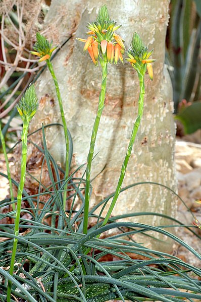 File:Aloe vossii - plant (aka).jpg