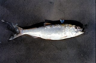 <i>Alosa macedonica</i> Species of fish