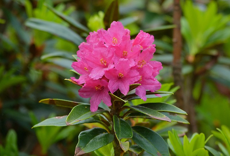 File:Alpenrose (Rhododendron ferrugineum) (9135007571).jpg