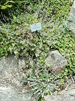 Alyssum moellendorfianum - Ogród Botaniczny, Frankfurt nad Menem - DSC02638.JPG