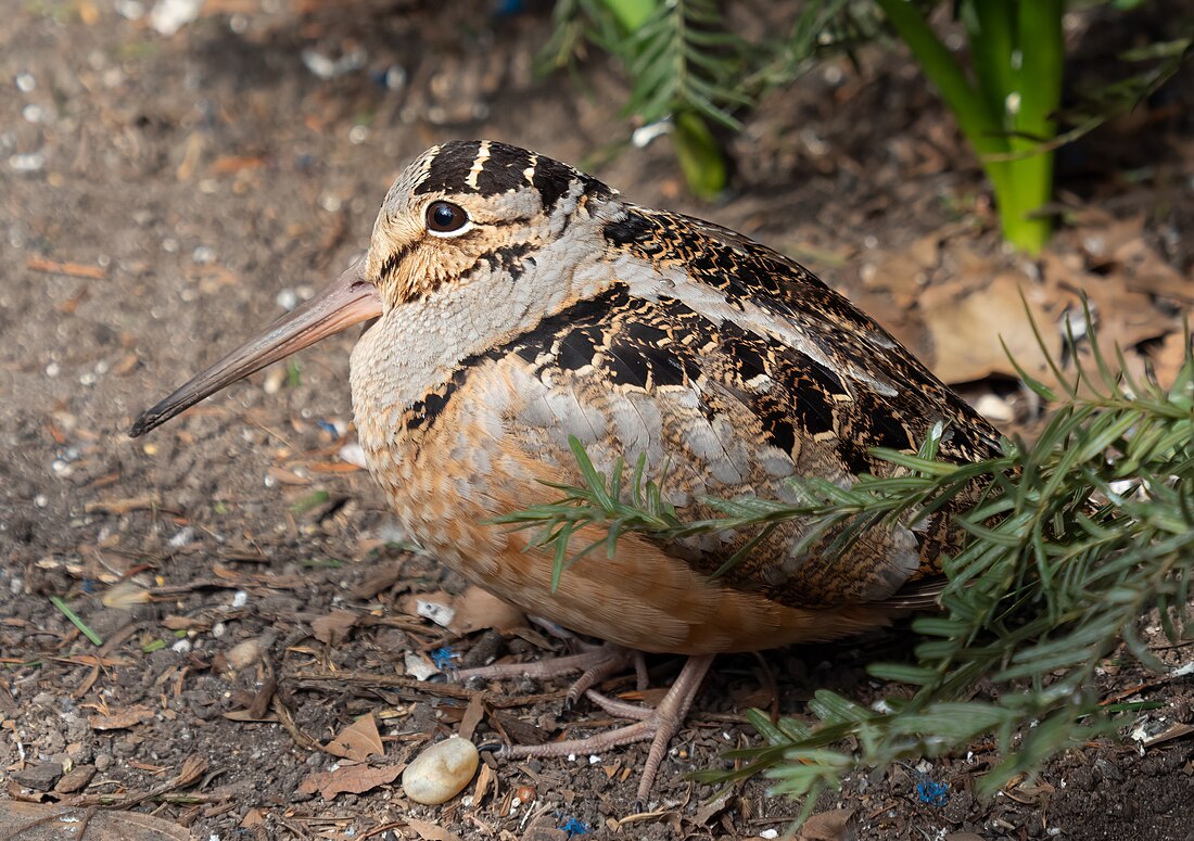 Becada americana