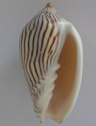 <i>Amoria zebra</i> Species of gastropod