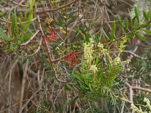 Amyema gaudichaudii on Melaleuca decora.jpg