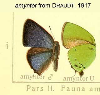 <i>Cyanophrys amyntor</i> Species of butterfly