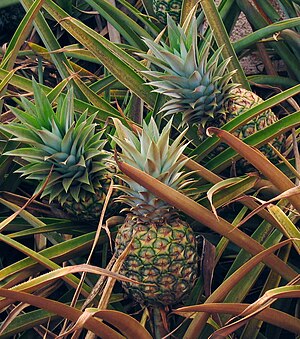 Ananas (Ananas comosus), ananasová rostlina se shlukem zralých plodů