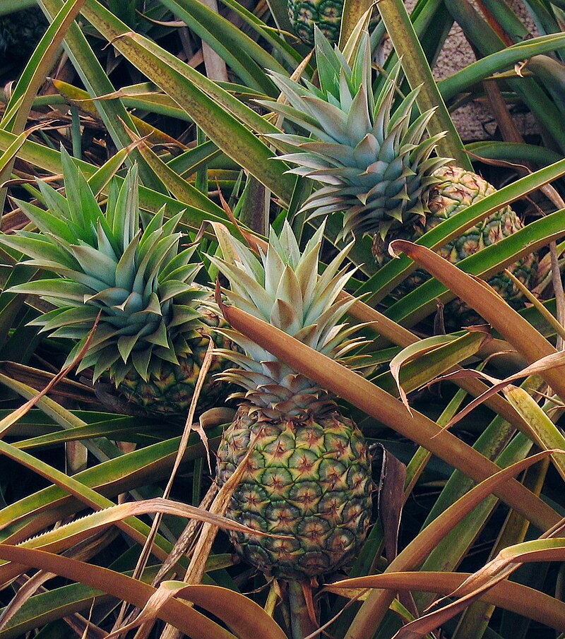 Ananas – Wikipedia.