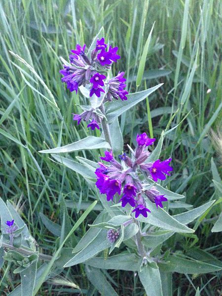 File:Anchusa officinalis 03.jpg