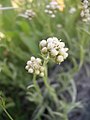 Antennaria luzuloides