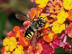 Anthidium florentinum female