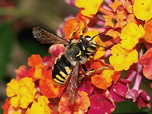 Solitary bee