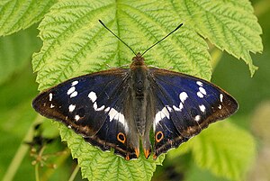 Lepidoptera In The 10Th Edition Of Systema Naturae