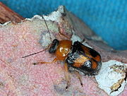 Aporocera3cLofty.JPG