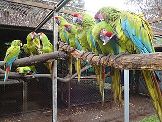 <span class="mw-page-title-main">The Ara Project</span> Zoo in Guanacaste, Costa Rica