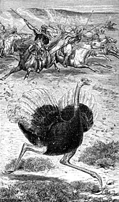 Engraving of an ostrich hunt in Palestine from 1877 Arabian Ostrich hunt.jpg