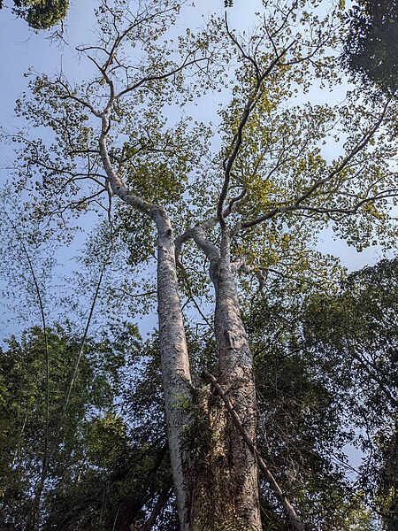 File:Aralam Wildlife Sanctuary during Annual Butterfly Survey 2022 (188).jpg