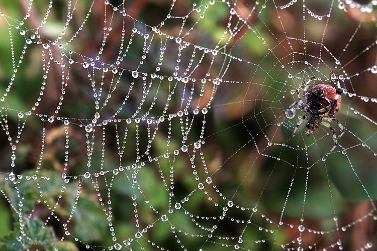 Паук-кругопряд Araneus trifolium на своей паутине