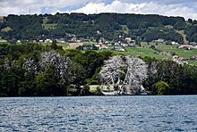 Arbres corrodés par des fientes de grand cormoran au bord du lac Léman, en Suisse.