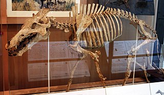 <i>Archaeotherium</i> Extinct genus of mammals
