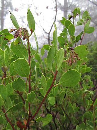 <i>Arctostaphylos ohloneana</i> Species of flowering plant