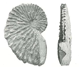 <i>Argonauta joanneus</i> Extinct species of mollusc