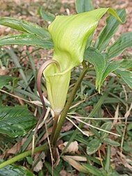 Arisaema negishii 4.JPG