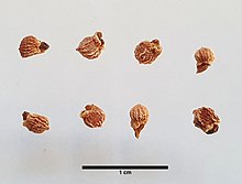 Seeds of Arisarum vulgare O.Targ.Tozz. Arisarum vulgare O.Targ.Tozz. seeds.jpg