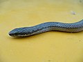 Close-up of Arrhyton exiguum, the Puerto Rican Garden Snake