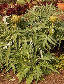Artichoke Cynara cardunculus Plants 2000px.jpg