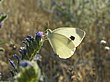 Pieris mannii