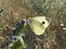 Pieris mannii (Scheefbloemwitje)