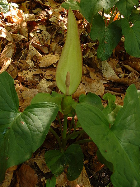 File:Arum carpaticum.jpg