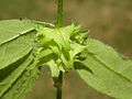 calyx (around fruits)