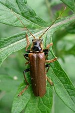 Miniatura para Lycocerus suturellus