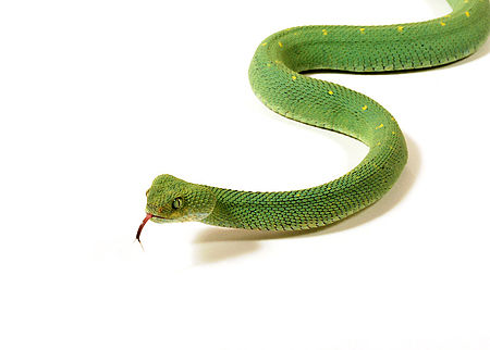 Tập_tin:Atheris_chloroechis_vipere_des_buissons_31.jpg