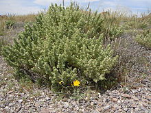 Dense bush with yellow flowers in dry habitat