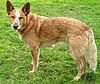 AustrCattleDogRed-wb.jpg