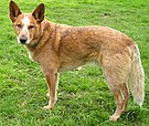 Roter Australian Cattle Dog, eine Rasse, die durch die Vermischung von australischen Dingos und anderen Haushunden entstand