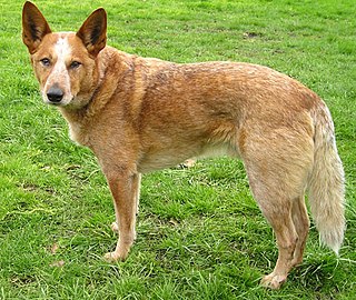 Dingo–dog hybrid An Australian hybrid animal
