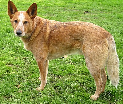 Dingo–dog hybrid