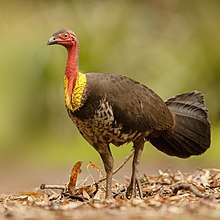 Австралийская Brushturkey 2 - Newington.jpg