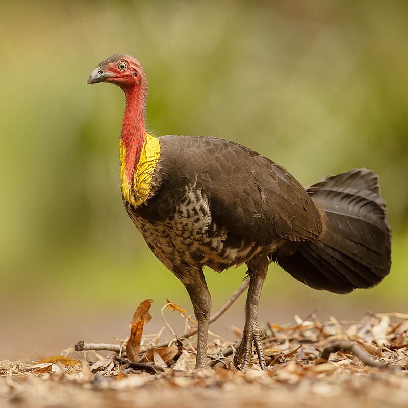 Turquia muda nome para evitar tradução para peru (animal) em inglês