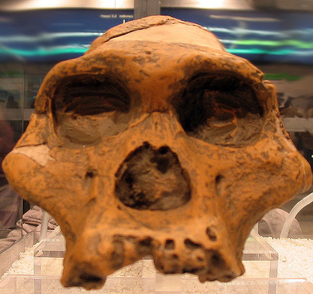 File:Australopithecus africanus STS, Mrs.jpg