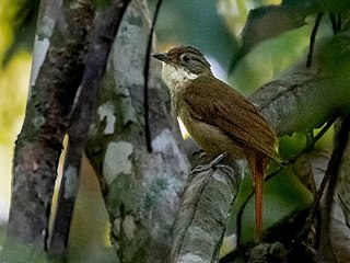 Para foliage-gleaner Species of bird