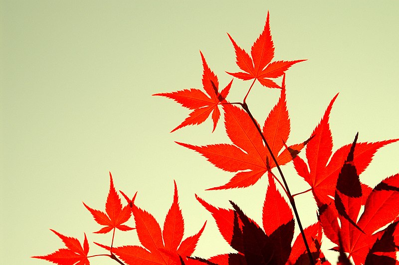 File:Autumn Leaf (53022630).jpeg