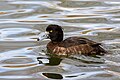 * Nomination Female tufted duck swimming in Parc Georges-Valbon, France. --Alexis Lours 22:57, 25 February 2022 (UTC) * Promotion  Support Good quality. --GRDN711 00:30, 26 February 2022 (UTC)