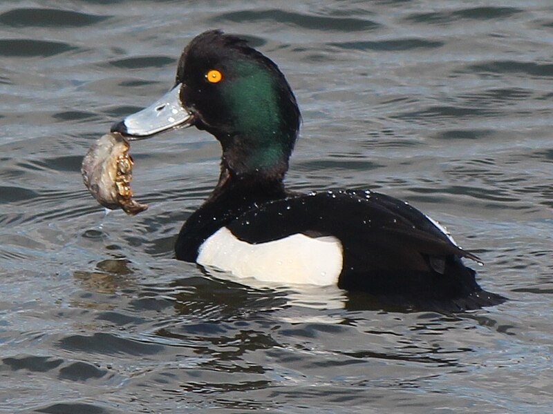 File:Aythya fuligula male eating.JPG