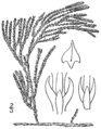 1.11. Lycopodium sabinaefolium Fig.110