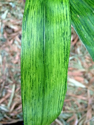 <i>Bamboo mosaic virus</i> Species of virus